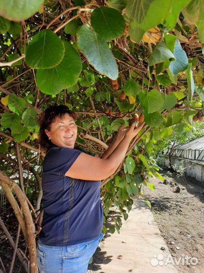 Плодовые деревья, декоративные кустарники, розы, х