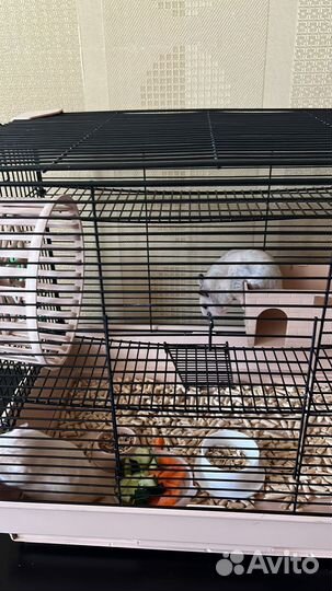 Сирийский хомяк бесплатно