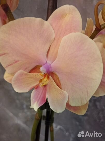 Орхидея фаленопсис Осенний ветер биг лип