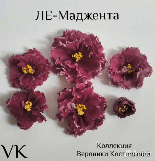 Укоренённые черенки сортовых Сенполий