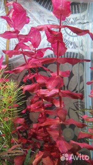 Аквариумные растения