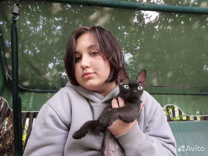 Передержка животных