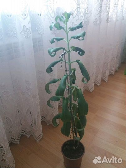 Каланхоэ