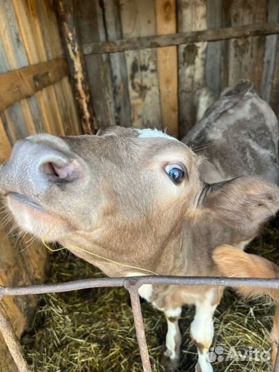 Продам теленка, телочка