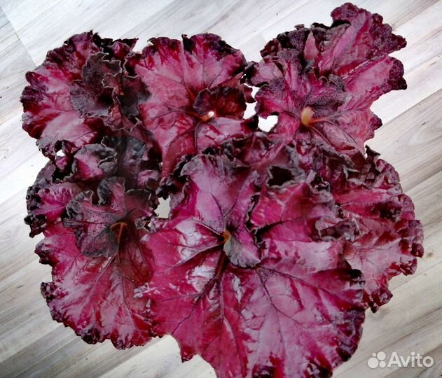 Бегонии декоративнолиственные. Часть 2