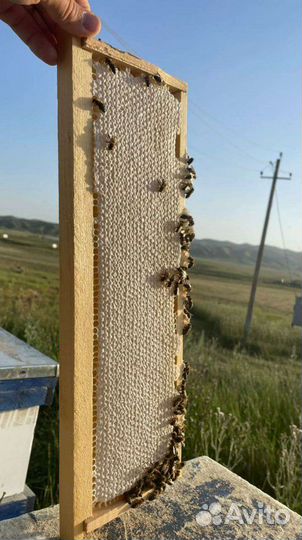 Мед натуральный