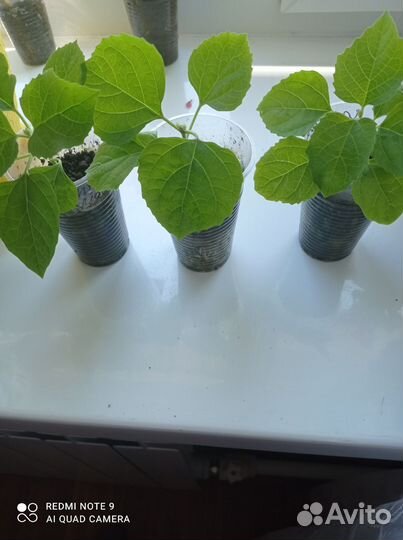 Клеродендрум филиппинский.1 фото образец