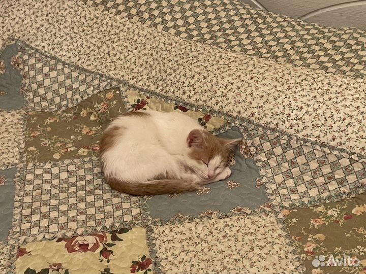 Котенок в дар