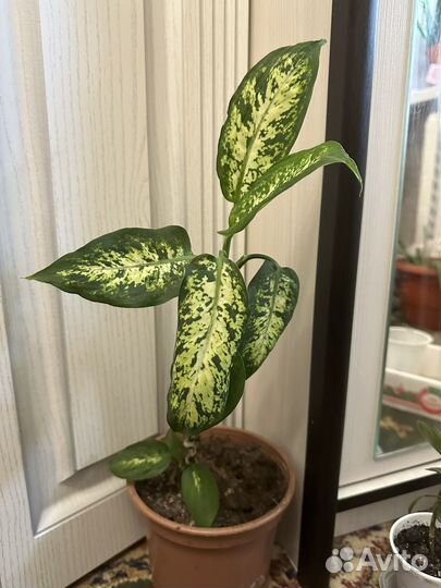 Диффенбахия и другие комнатные цветы