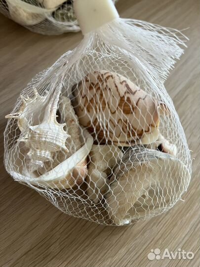 Морские ракушки