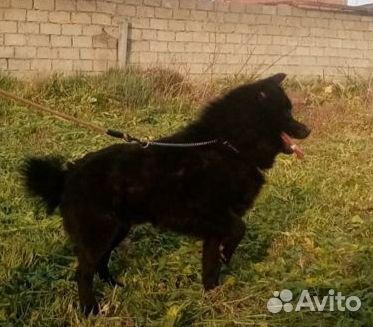 Схипперке дети