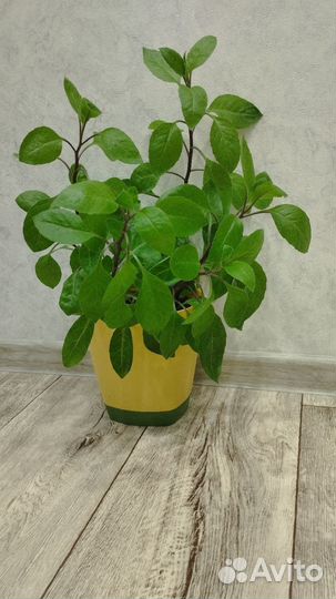 Джинура,листья бога