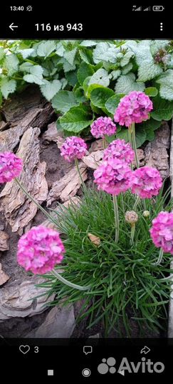 Садовые многолетние цветы