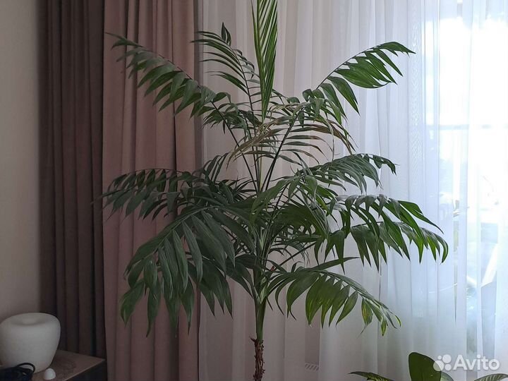 Хамедорея изящная Пальма