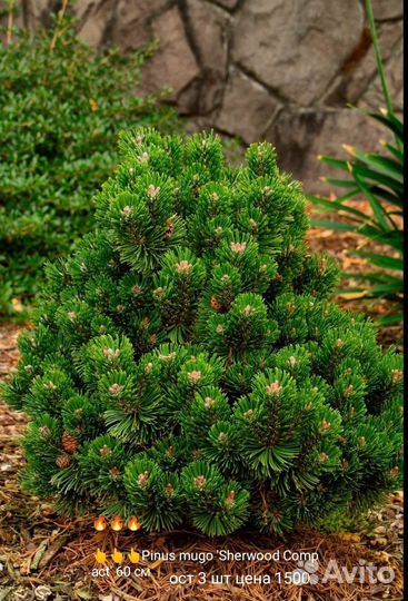 Почвопокровные хвойники