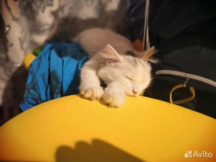 Кошка в свой двор
