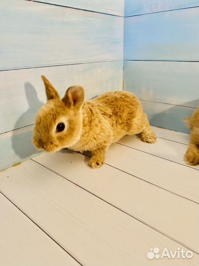 Мини карликовый кролик