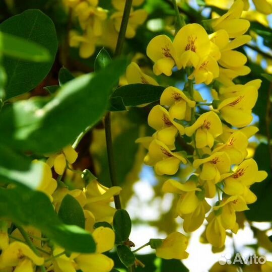 Акация желтая