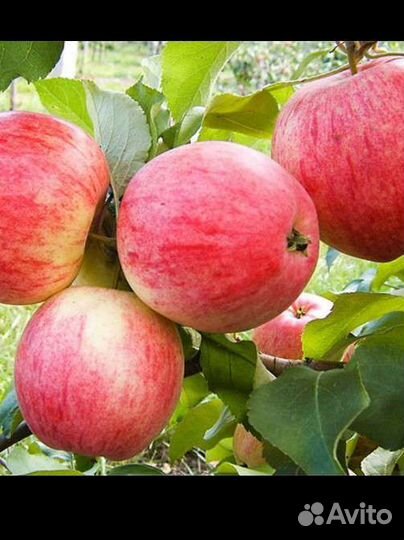 Яблоня Смородина Виноград Слива