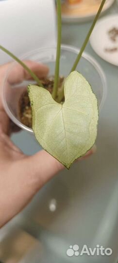 Сингониум сорт Т9