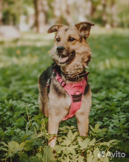 Собака Яшма в добрые руки