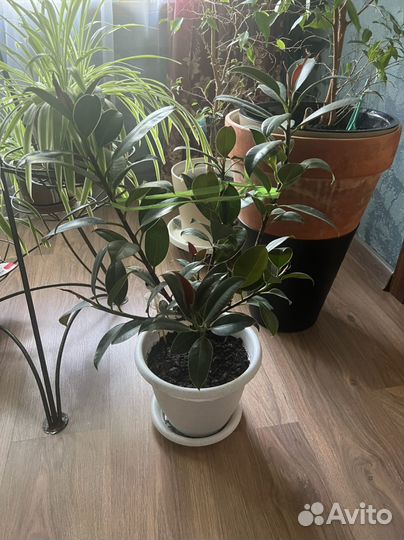 Комнатные растения