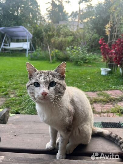 Кот в добрые руки