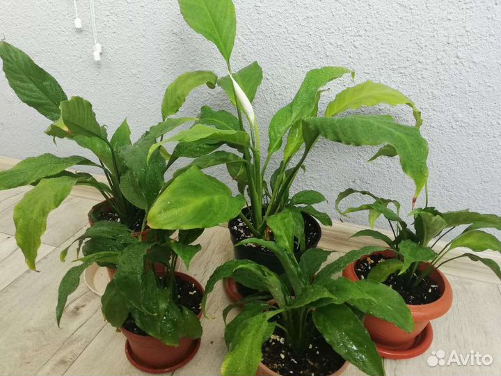 Комнатные растения цветы Спатифиллум