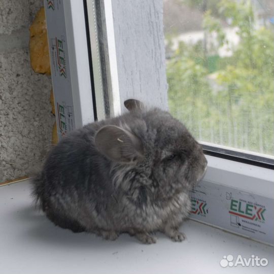 Шиншиллы