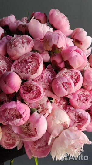 Пионы Букет из пионов 3 21 51 101 шт
