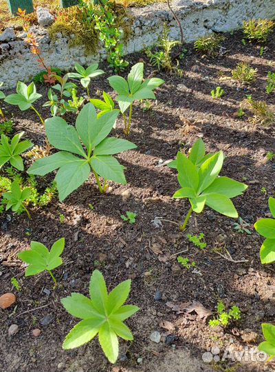 Морозник и другие многолетние растения