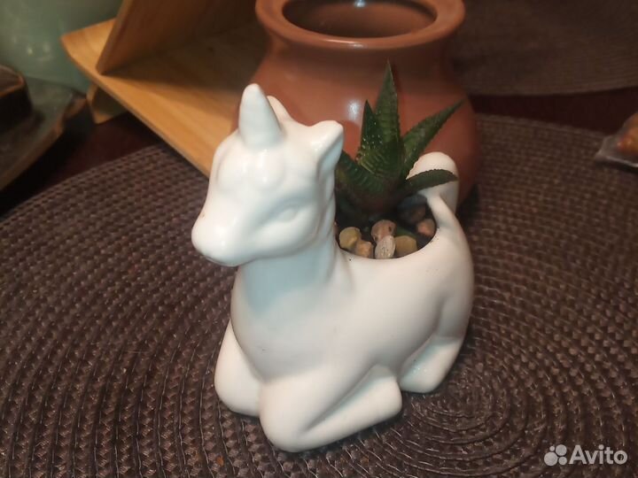 Суккуленты в кашпо