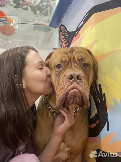 Груминг. Грумер