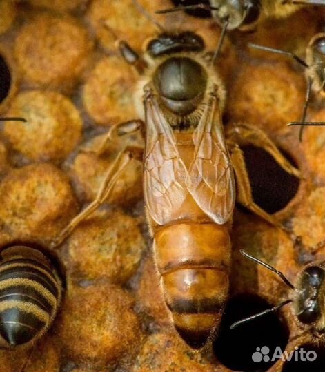 Пчеломатки плодные F1 Buckfact матки пчел Бакфаст