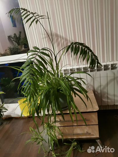 Комнатные цветы пальма