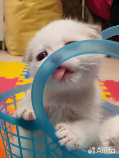 Шотландский вислоухий голубоглазый котенок