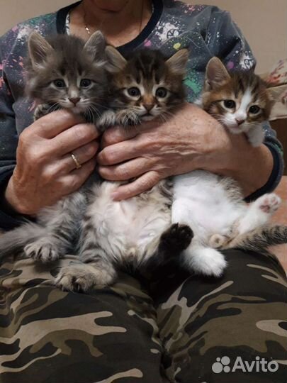 Котята бесплатно