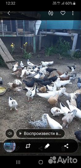 Голуби продажа бойные