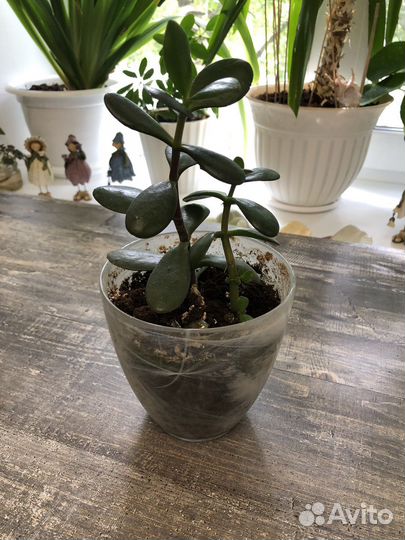 Аглаонема,спатифилиум,пеперомиял