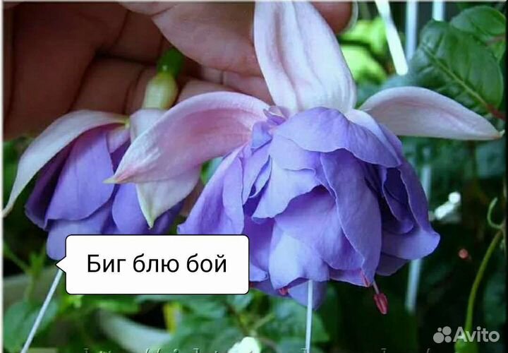 Фуксия много сортов на срез