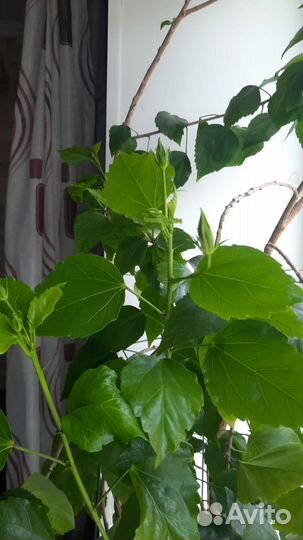 Гибискус китайская роза