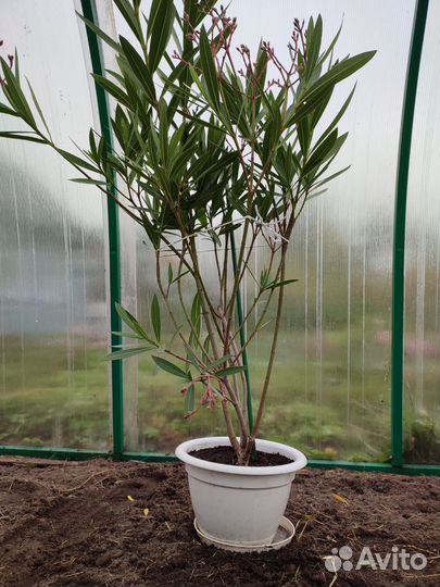 Олеандр дерево