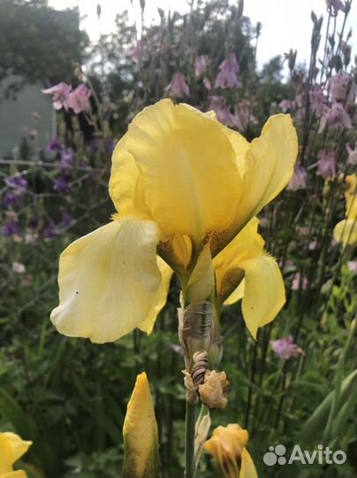 Ирисы бородатые