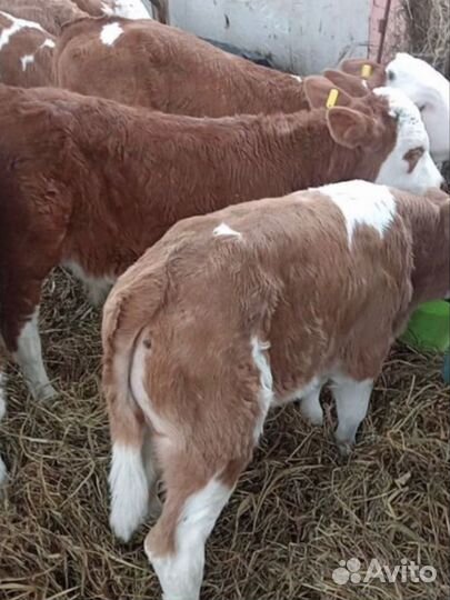 Бычки и телята