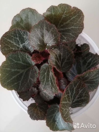 Камнеломка вариегатная, зеленая