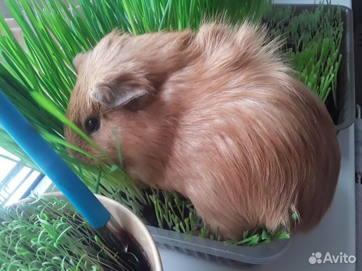 Морская свинка вязка