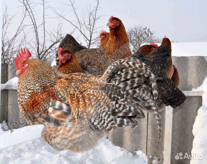 Инкубационные яйца Билефельдер куры