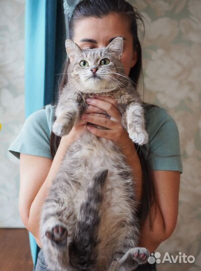 Идеальная кошка-компаньон Лиза в добрые руки