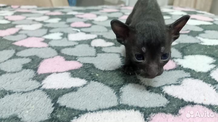 Ориентальные котята