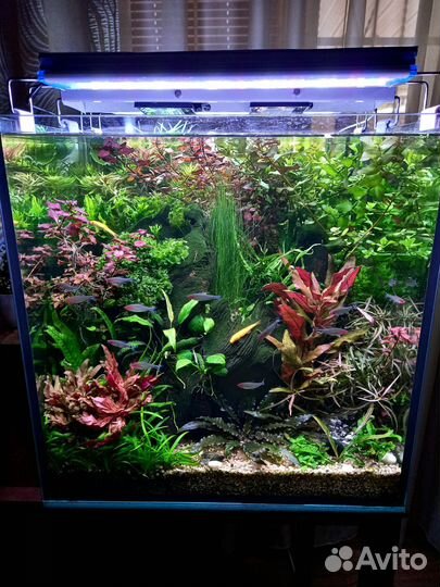 Прополка из аквариумов на фото